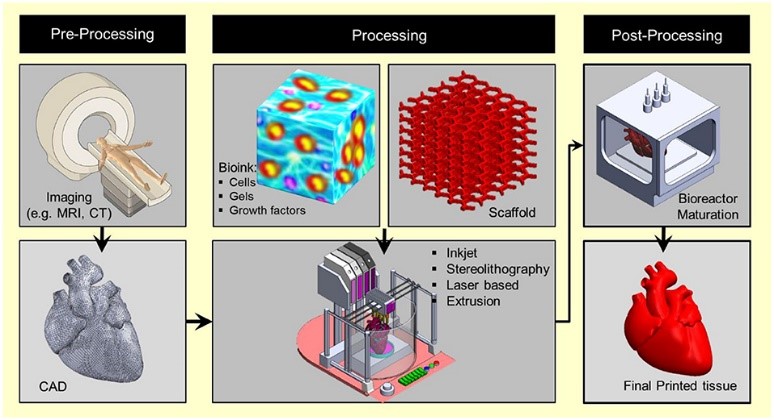 3D Bioprinting Technology 