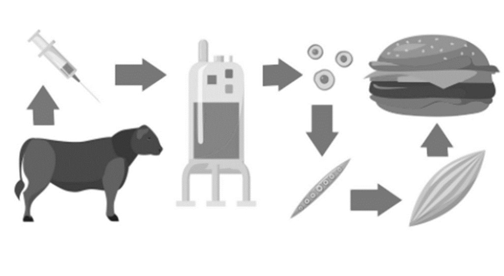 cell cultured meat technology 