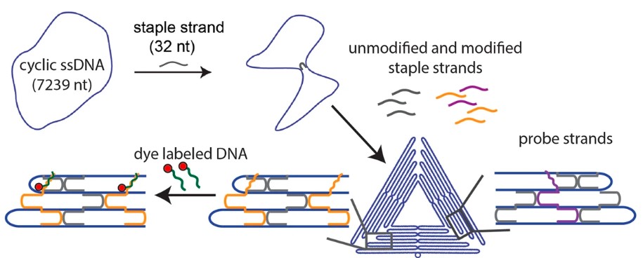 Figure 1: Making Steps of DNA Origami