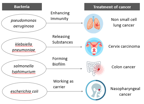 Use of bacteria in the treatment of cancer