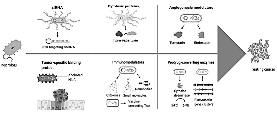 Mechanisms of Bacteria treating cancer