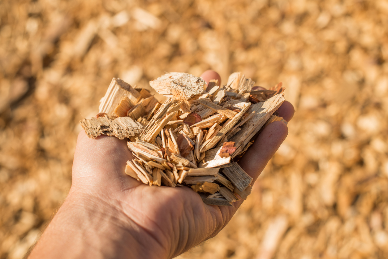 Can Feedstock Alternatives Resolve The Crunch In Biofuel Industry?