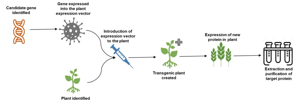 Molecular farming process