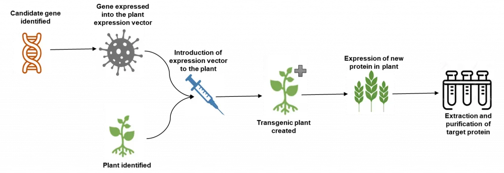 Molecular farming process