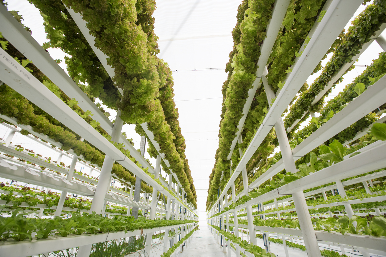 Simplifying Vertical Farming To Answer Global Food Crisis