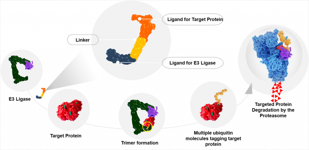 Intriguing Mechanism of PROTACs