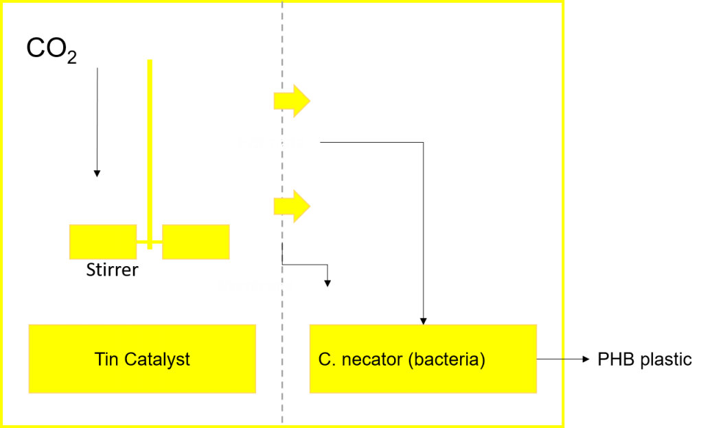 Biohybrid system for Bioplastics