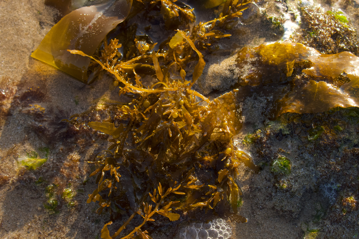 Sea to Shelf: Seaweed Packaging Redefining Food