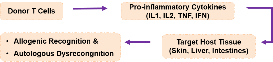 GVHD Mechanism