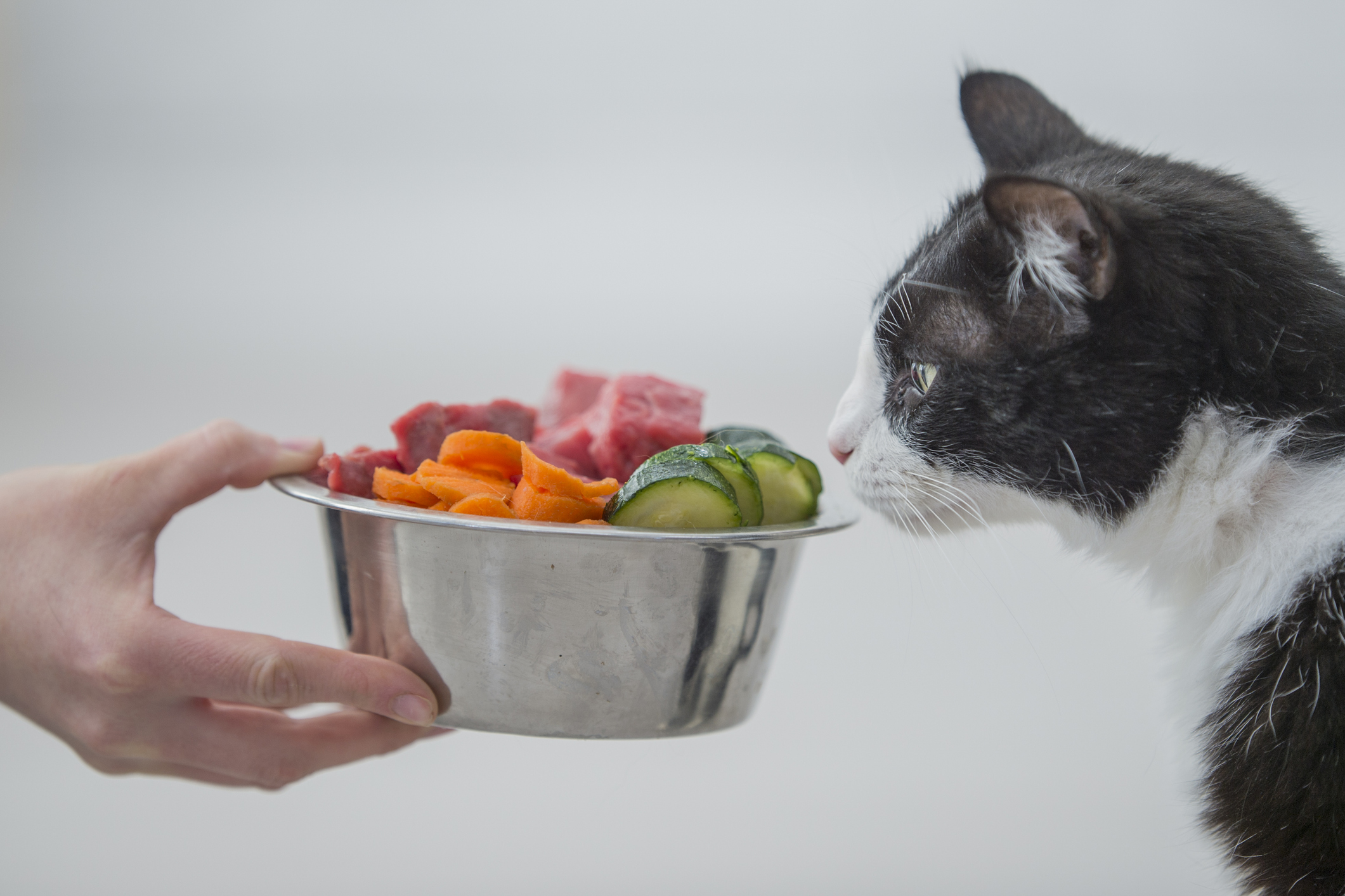 Humanization of Pet Food Trend