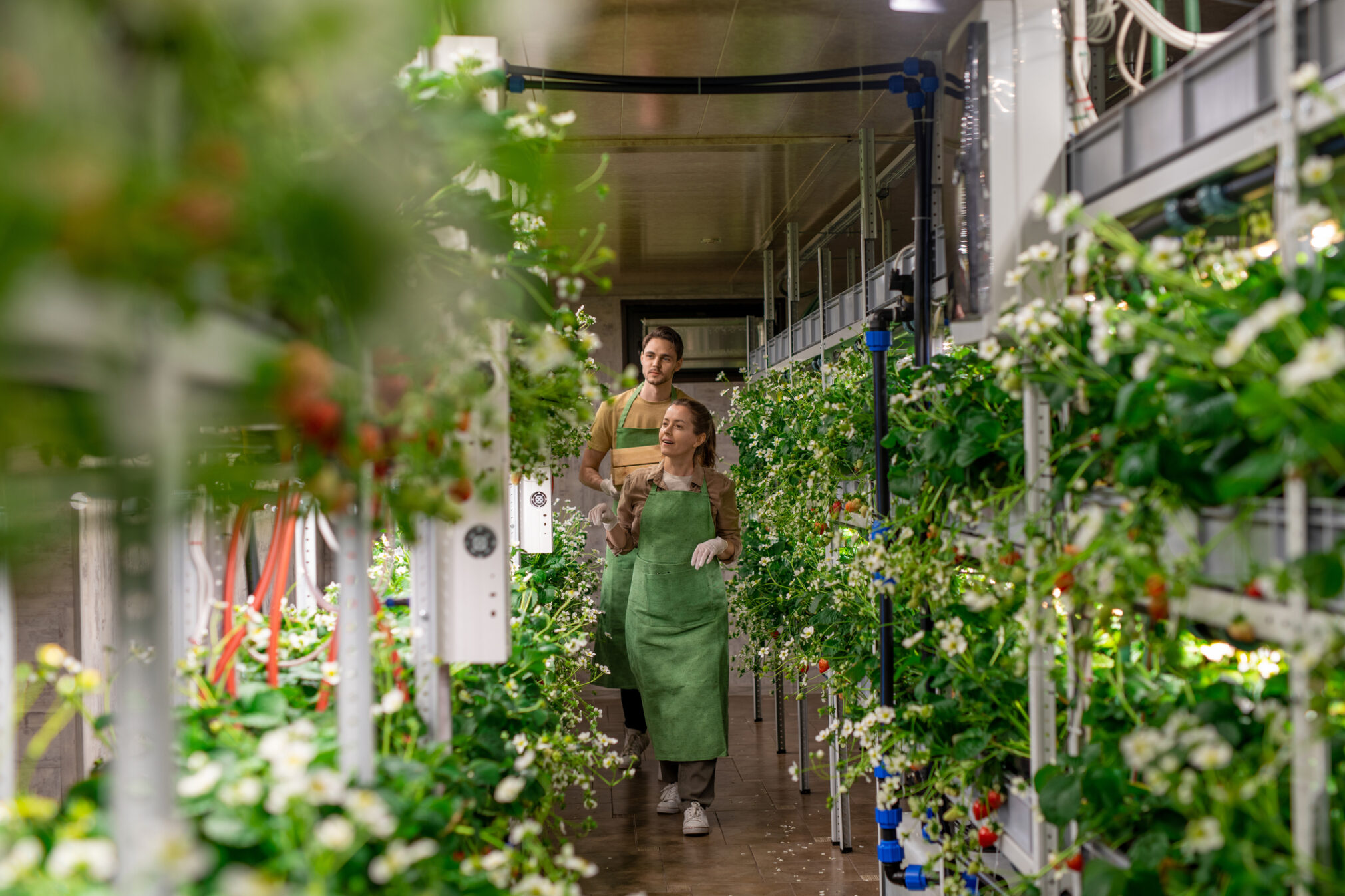 In-Store Vertical Farms Shortening the Farm-To-Fork Supply Chain