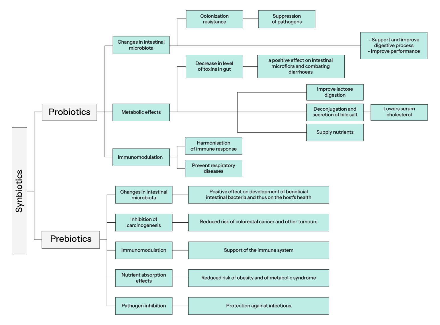 Synbiotic action of prebiotics and probiotics on gut health