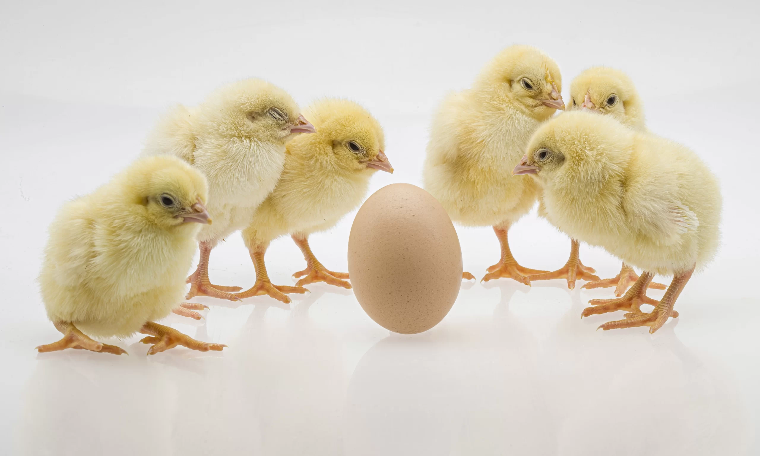Gender Identification in Poultry Chicks Before Hatching