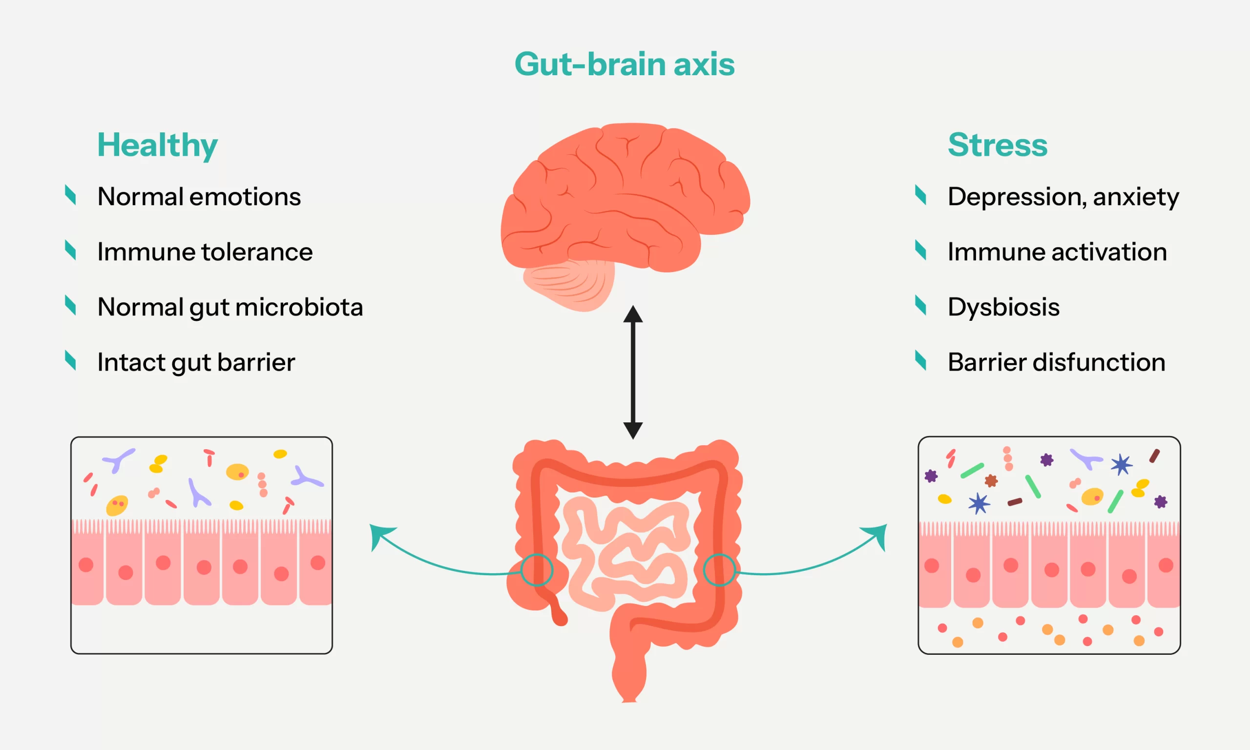 Gut Brain Axis