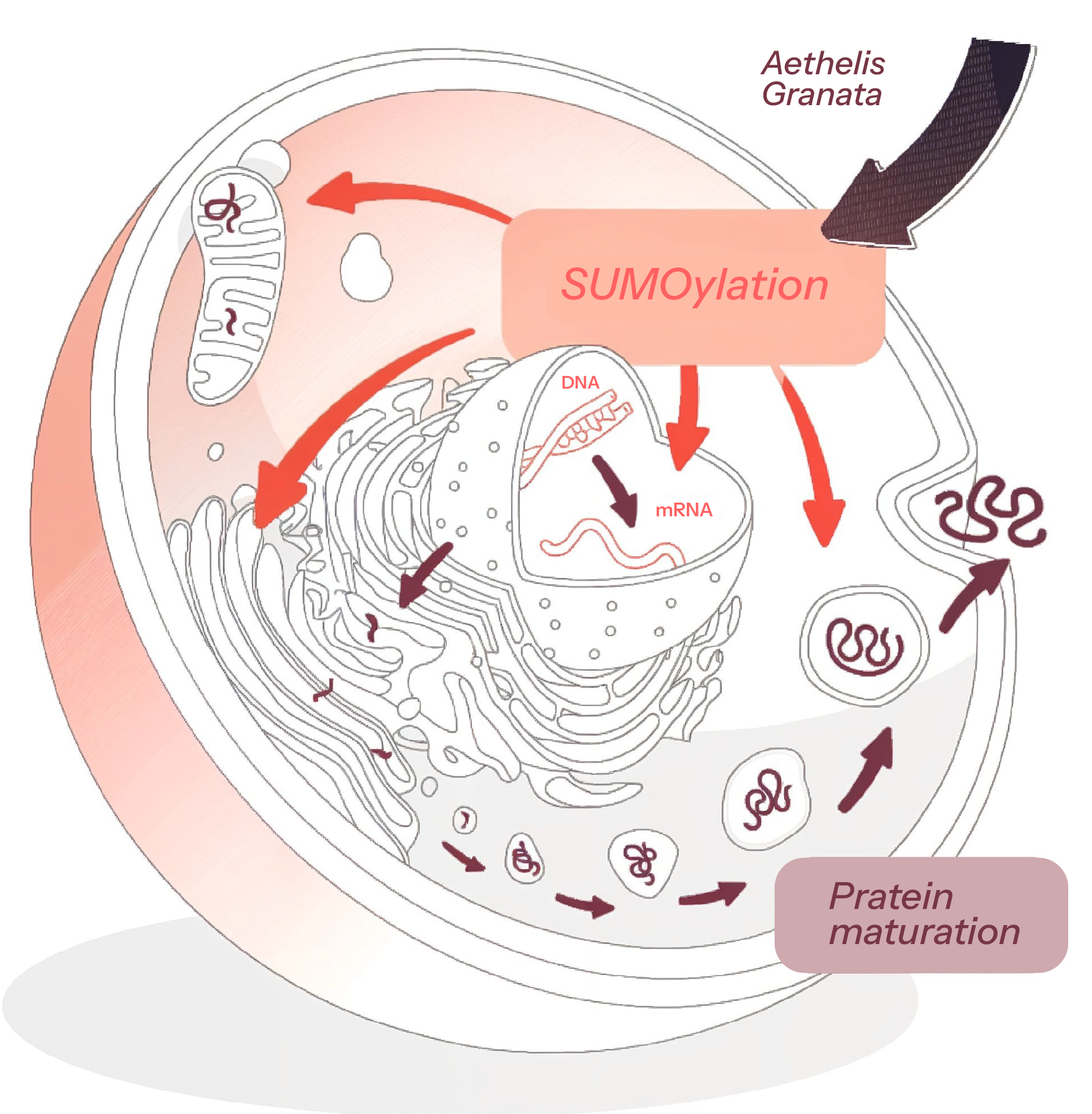 Schematic Explaining Pomegranate exosomes ’ utilization by Aethelis Granata for Activating Adaptive Responses in Skin Cells