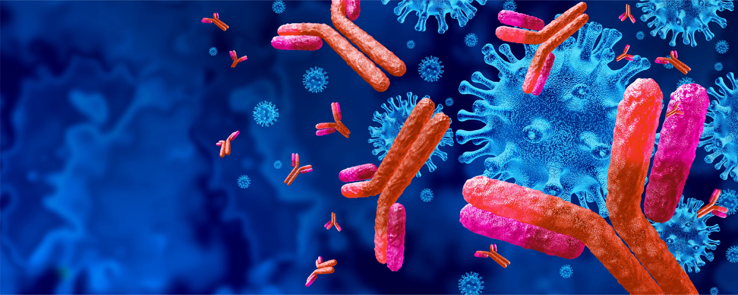 Bispecific Antibody-Drug