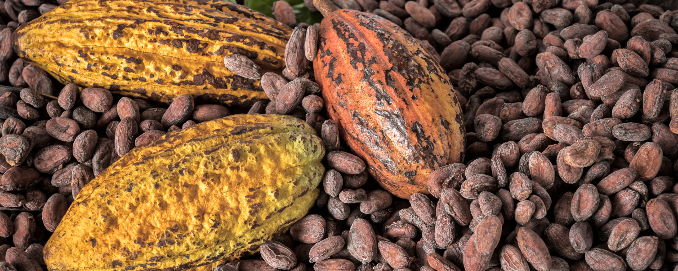 Future of Chocolate Exploring Cell-Cultivated Cocoa