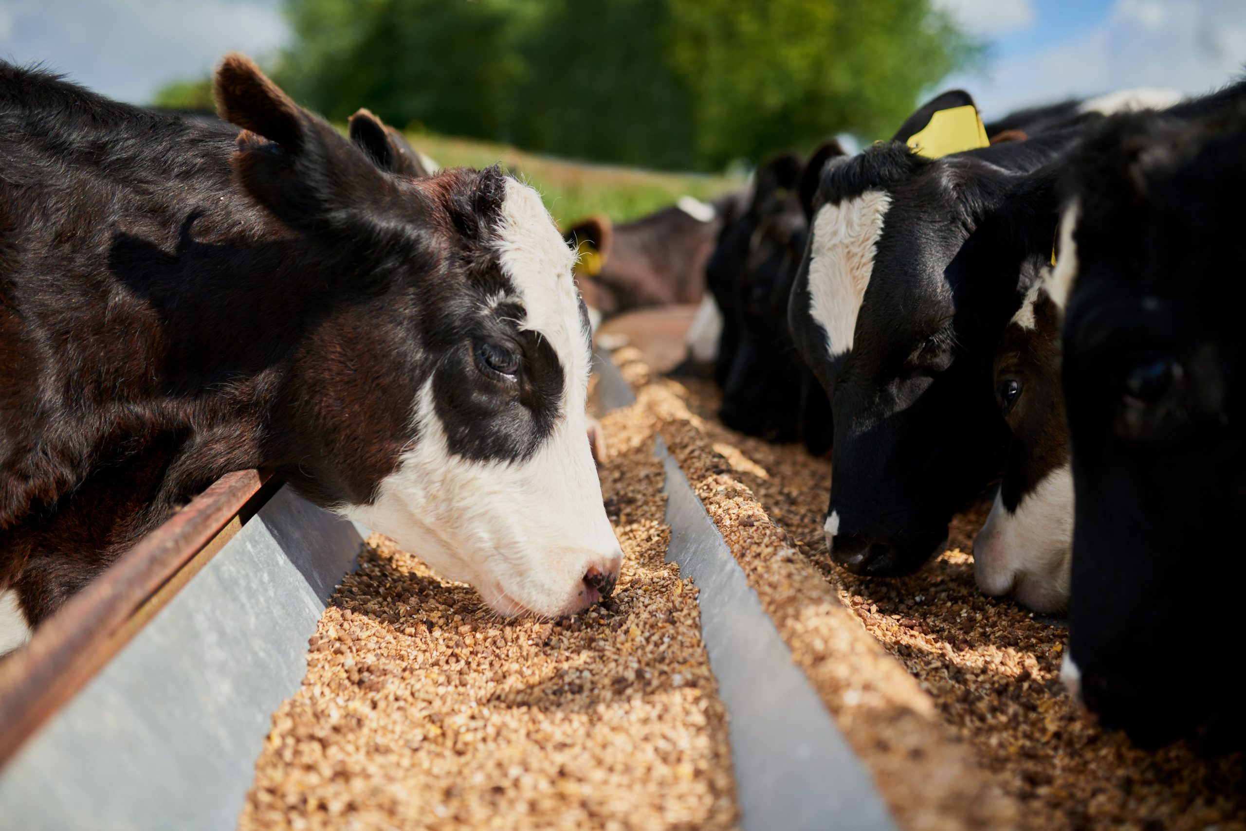 alternative protein for animal and aquatic feed