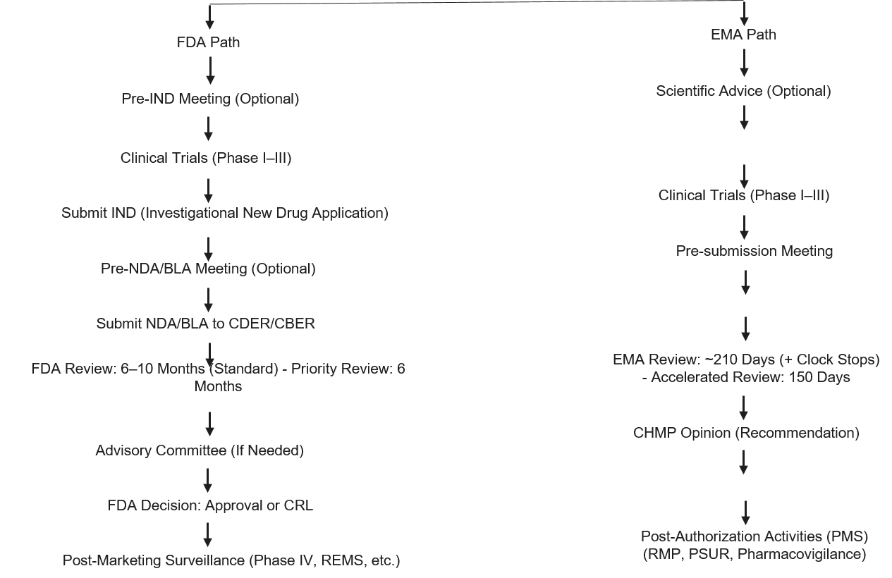 FDA vs. EMA Drug Approval Processes