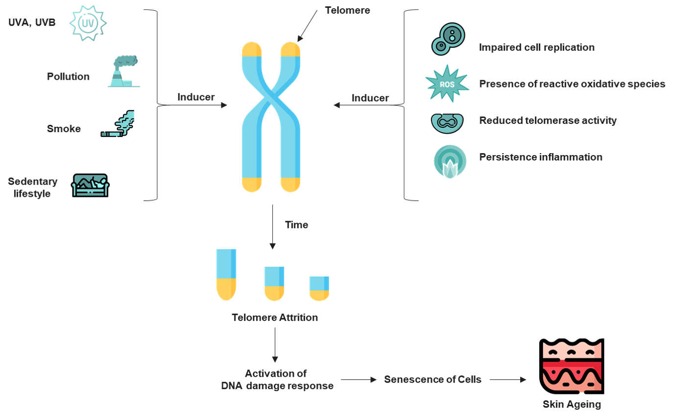 Role-of-telomere-attrition-in-cell-aging
