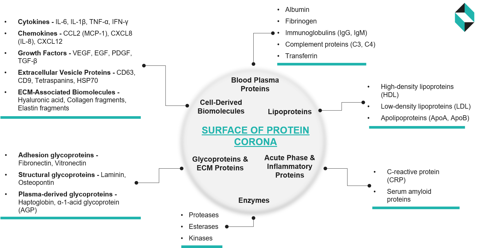 Surface-Biomolecular-Signature-Governing-Biological-Identity-of-Nanoparticles