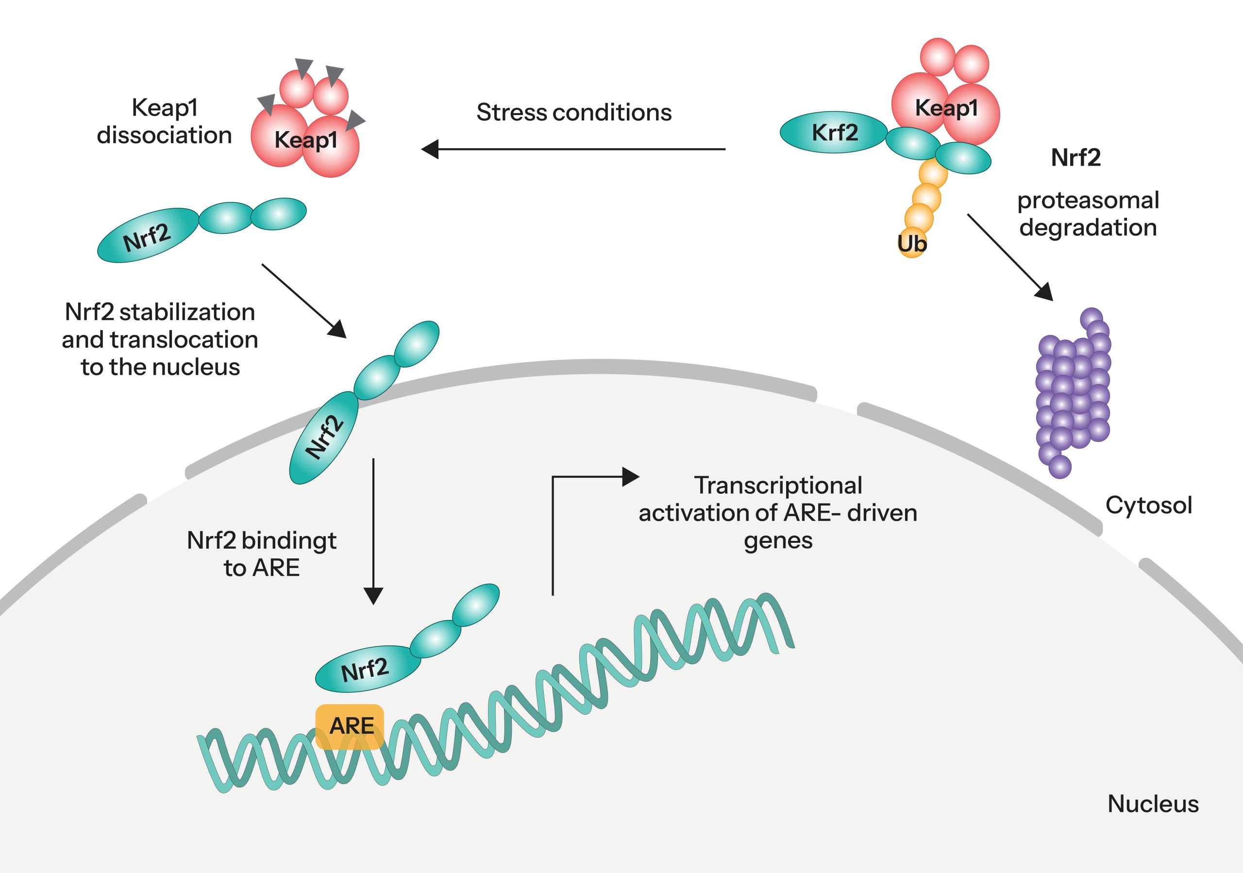Working mechanism of Nrf2 inside the cell