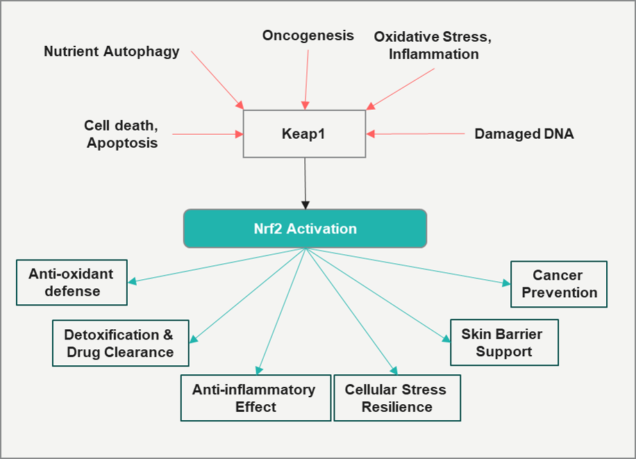 role-of-Nrf2-activation