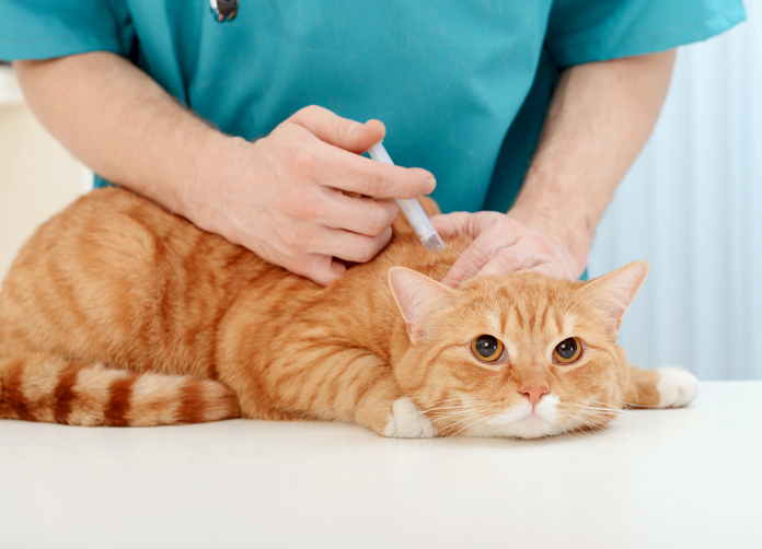 Strategic Assessment for Portfolio Expansion of an Animal Health Pharma Company