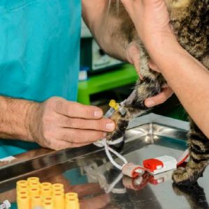 Advanced veterinary diagnostics-