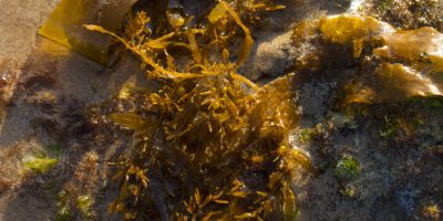 Seaweed or Kelp on the beach.