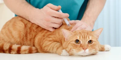 Strategic Assessment for Portfolio Expansion of an Animal Health Pharma Company